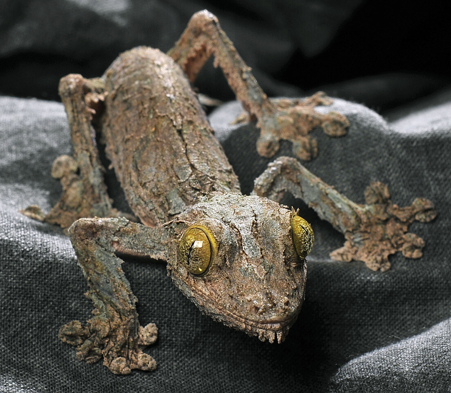 Mossy leaf-tailed gecko